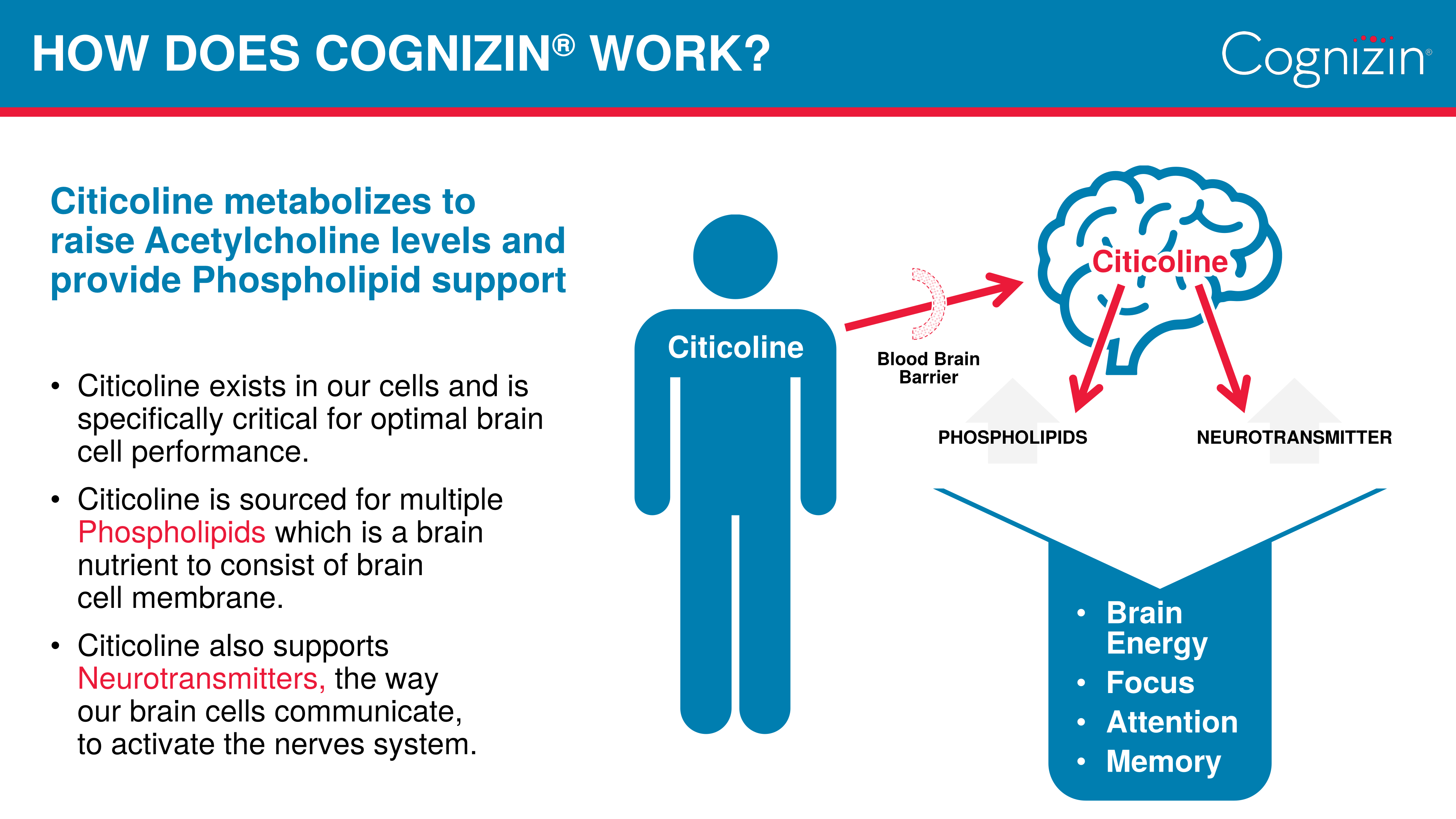 How Cognizin Citicoline Works