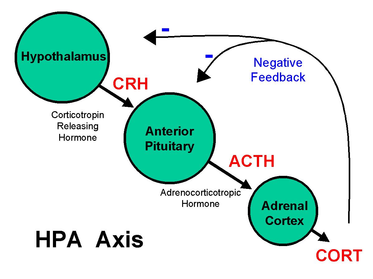 HPA Axis