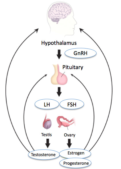 Hypothalamic Pituitary Testicular Axis (HPTA)