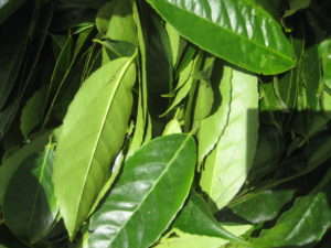 Ilex Guayusa