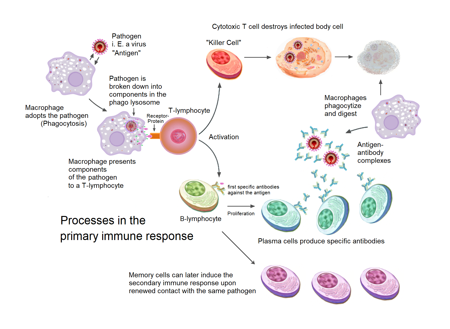 Immune System Response