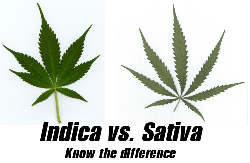 Indica vs. Sativa