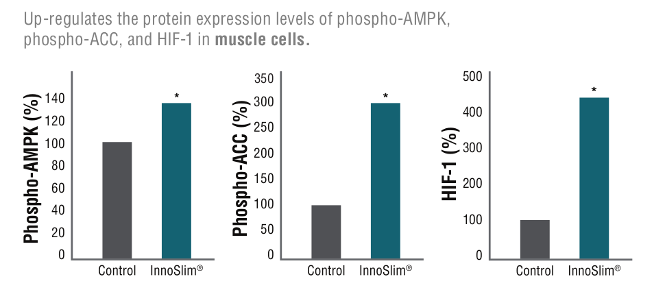 InnoSlim AMPK Muscle Cells