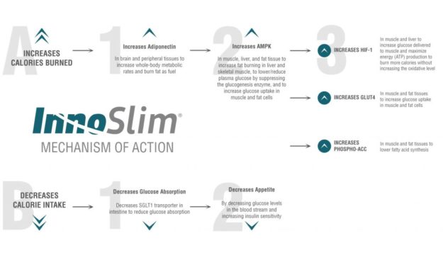 InnoSlim Mechanism of Action