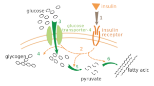 Insulin Glucose Metabolism