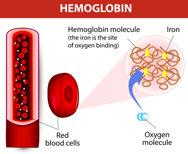 Iron Hemoglobin