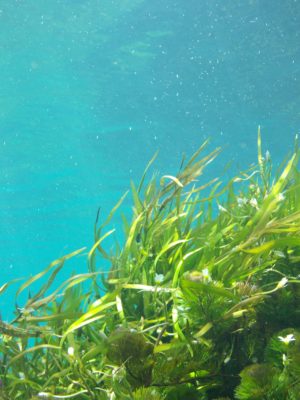 Kelp Iodine