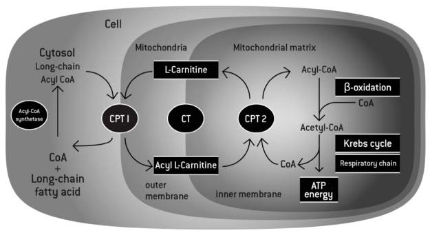 L-Carnitine Function