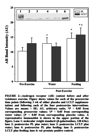 L-Carnitine L-Tartrate Androgen Receptor Content