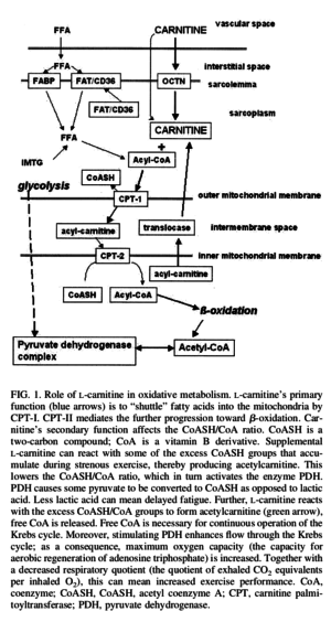 L-Carnitine Oxidative Metabolism