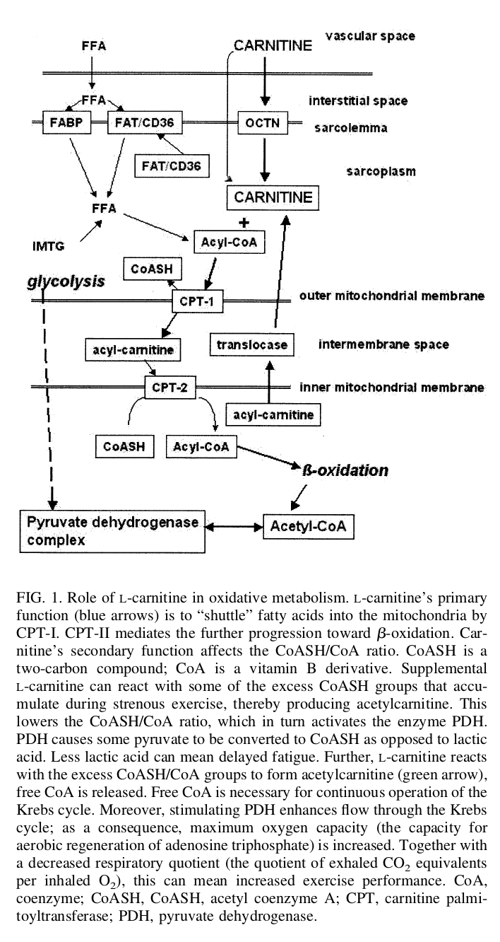 L-Carnitine Oxidative Metabolism