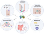 effera™: Revolutionary Human-Equivalent Lactoferrin Goes Beyond Bovine ...