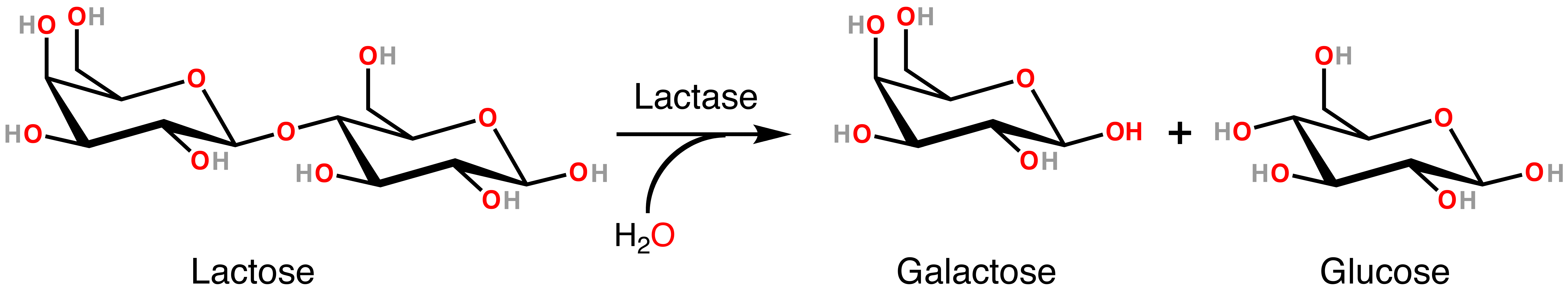 Lactose Lactase Reaction