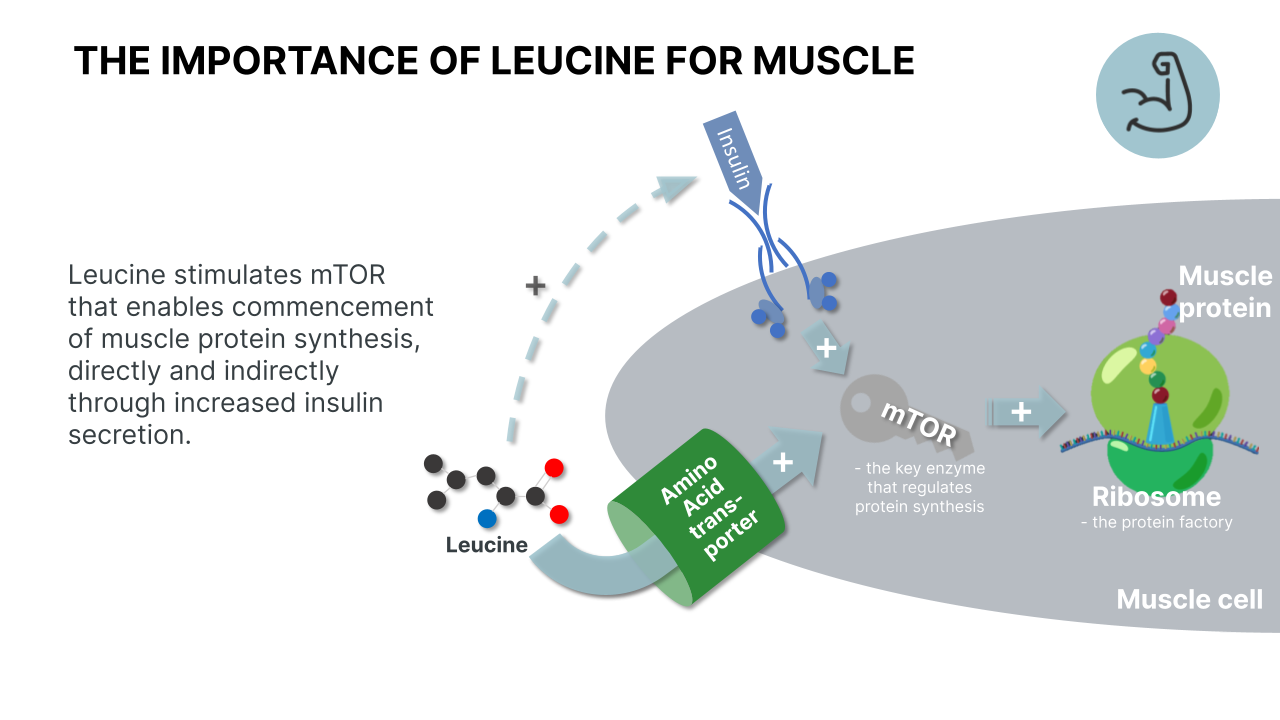 mTOR Stimulation from Leucine