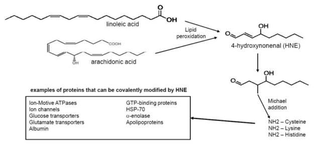 Linoleic Acid HNE