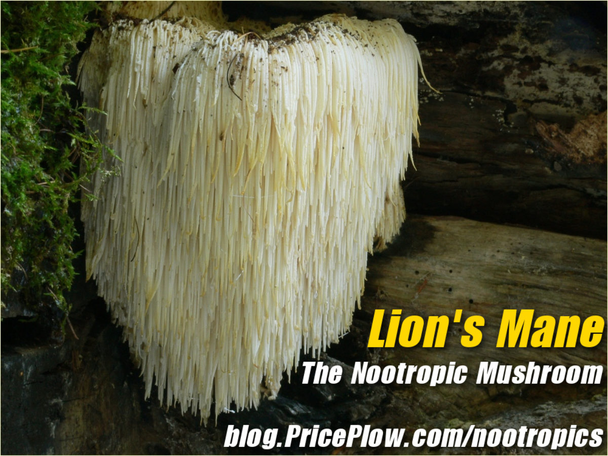 Lion S Mane The Nerve Growth Nootropic Mushroom