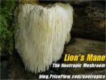 Lion's Mane