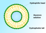 Liposome