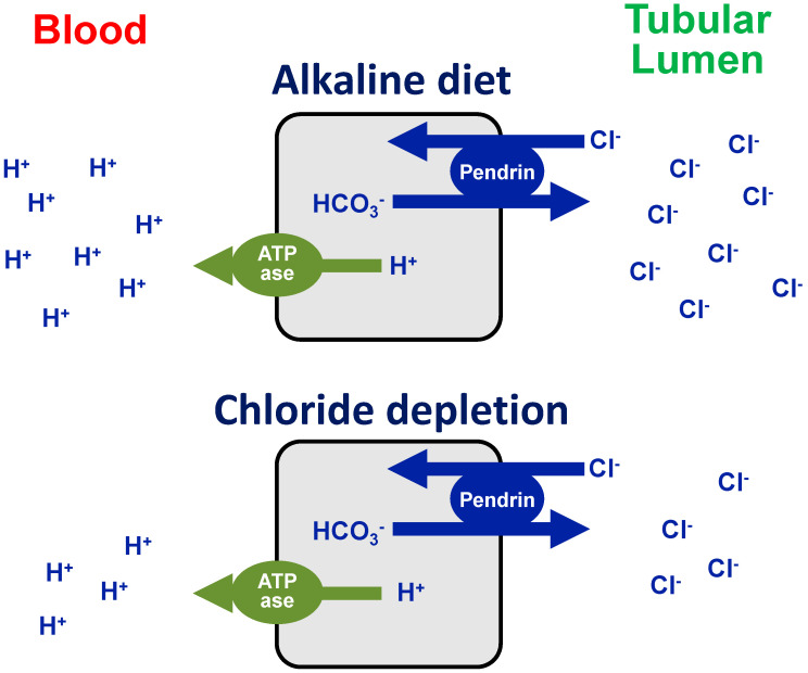 Metabolic Alkalosis Induced by Alkaline Diet