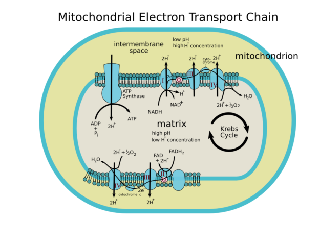 Mitochondrial Electron Transport Chain