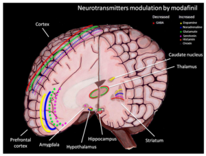 Modafinil's effects on different neurotransmitters.<sup>[6]</sup>