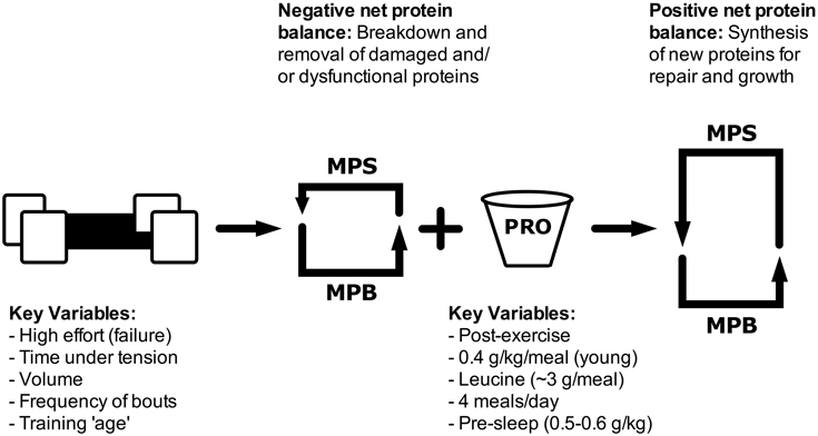 Muscle Protein Synthesis