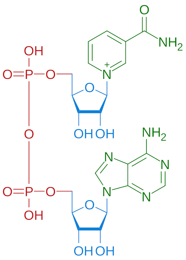 NAD+ Molecule (Colorized)