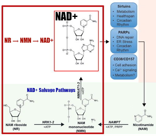 Nicotinamide Riboside NAD+ Pathway