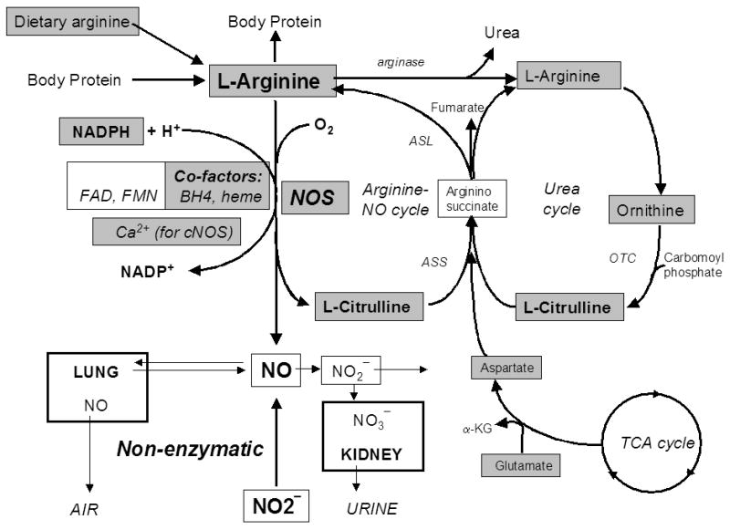 Nitric Oxide Pathway