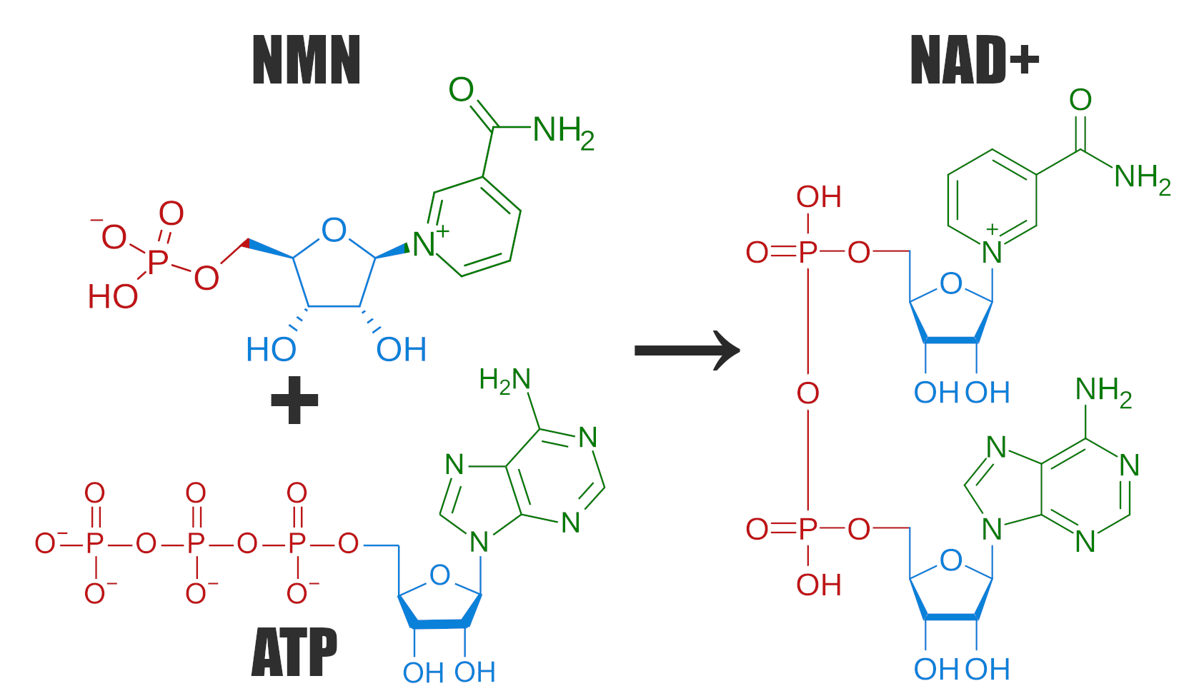 NMN ATP NAD Reaction