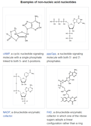 Non Nucleic Nucleotides