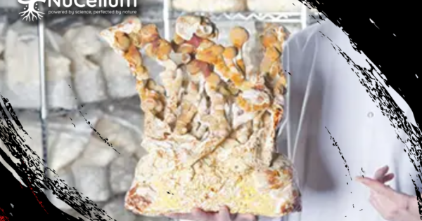 The High-Potency Cordyceps From NuCelium That’s Changing Body & Brain Performance The High-Potency Cordyceps From NuCelium That’s Changing Body & Brain Performance