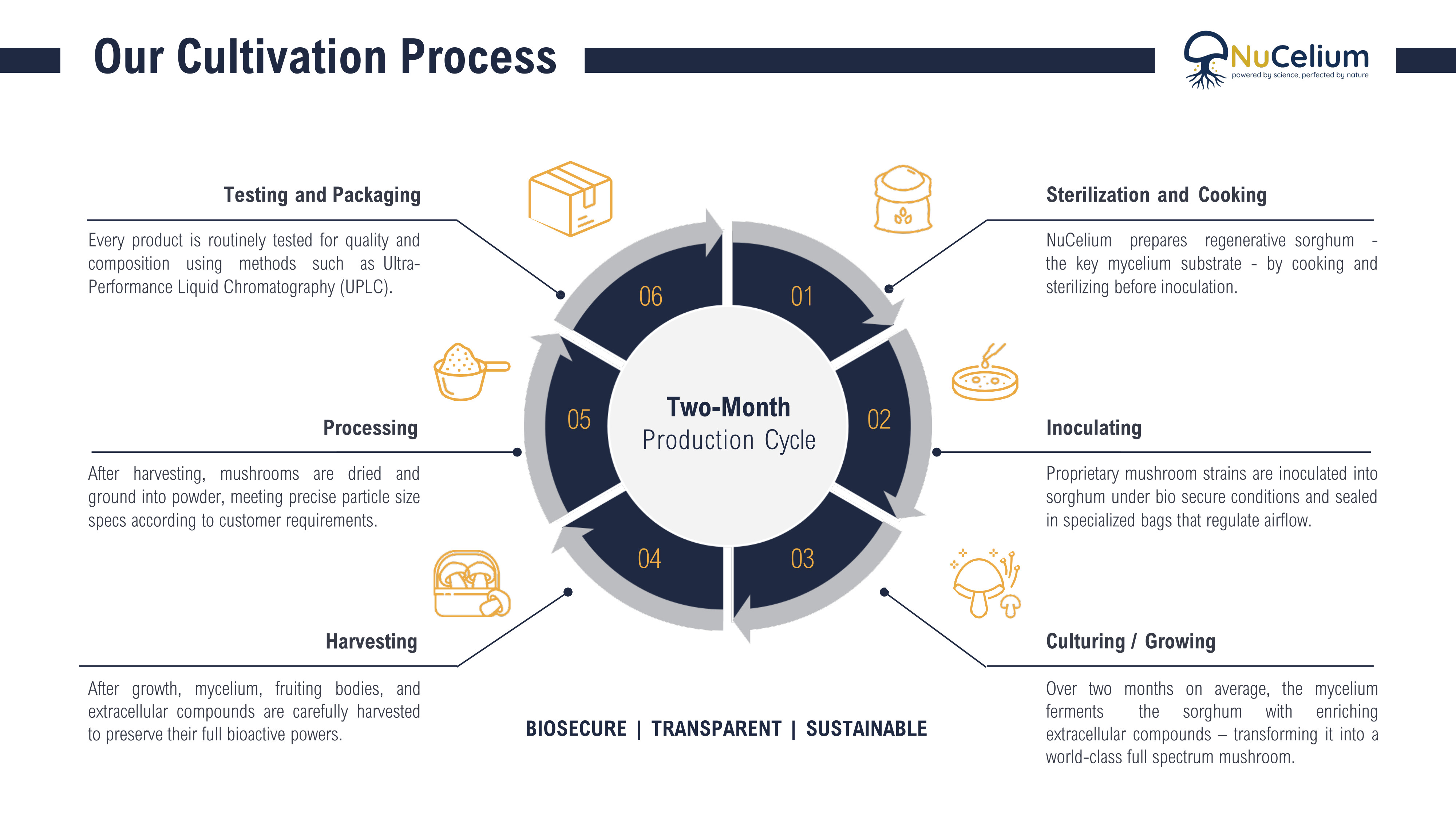 NuCelium Six-Stage Two-Month Mushroom Cultivation Cycle Infographic