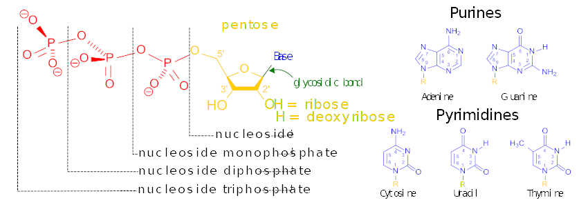 Nucleotide Bases