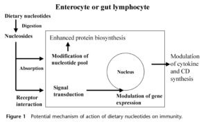 Nucleotide Gut Enterocyte