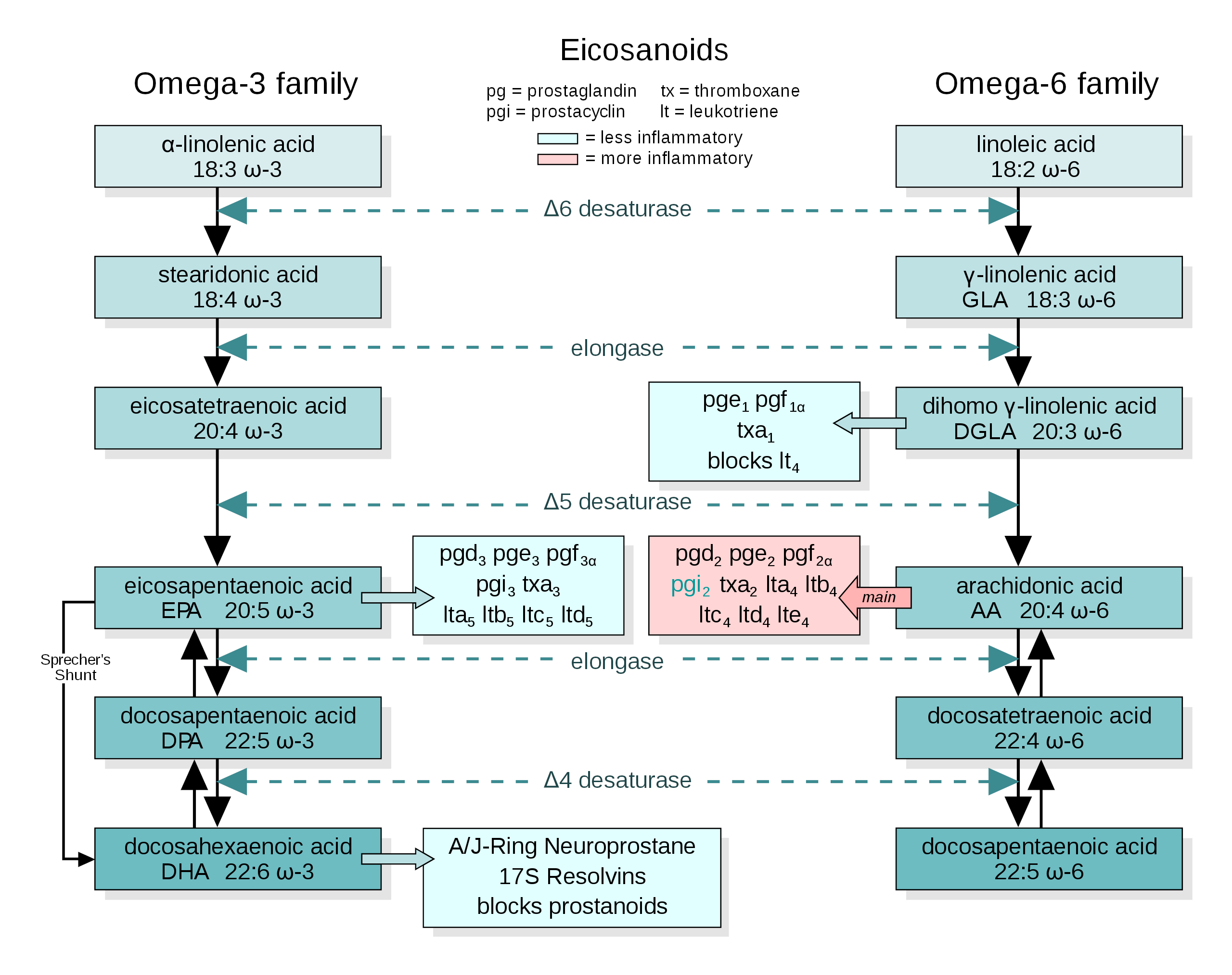 Omega-3 and Omega-6 Conversion Pathways