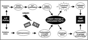 Omega-6 Calpain-Cathepsin Hypothesis