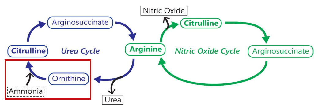 Ornithine and Ammonia in the Nitric Oxide Cycle