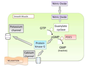PDE5 Inhibition