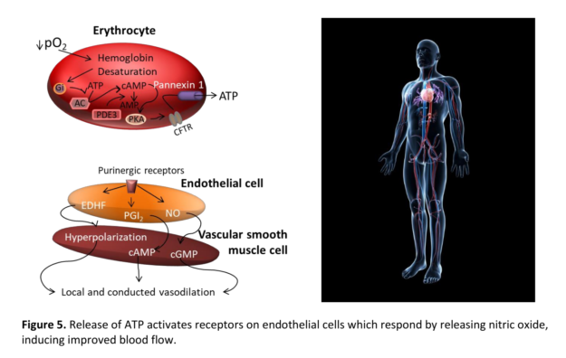 Release of ATP activates receptors on endothelial cells which respond by releasing nitric oxide, inducing improved blood flow. Image courtesy TSI Group