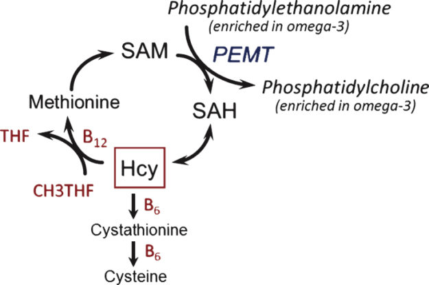 Phosphatidylcholine Omega-3 Package