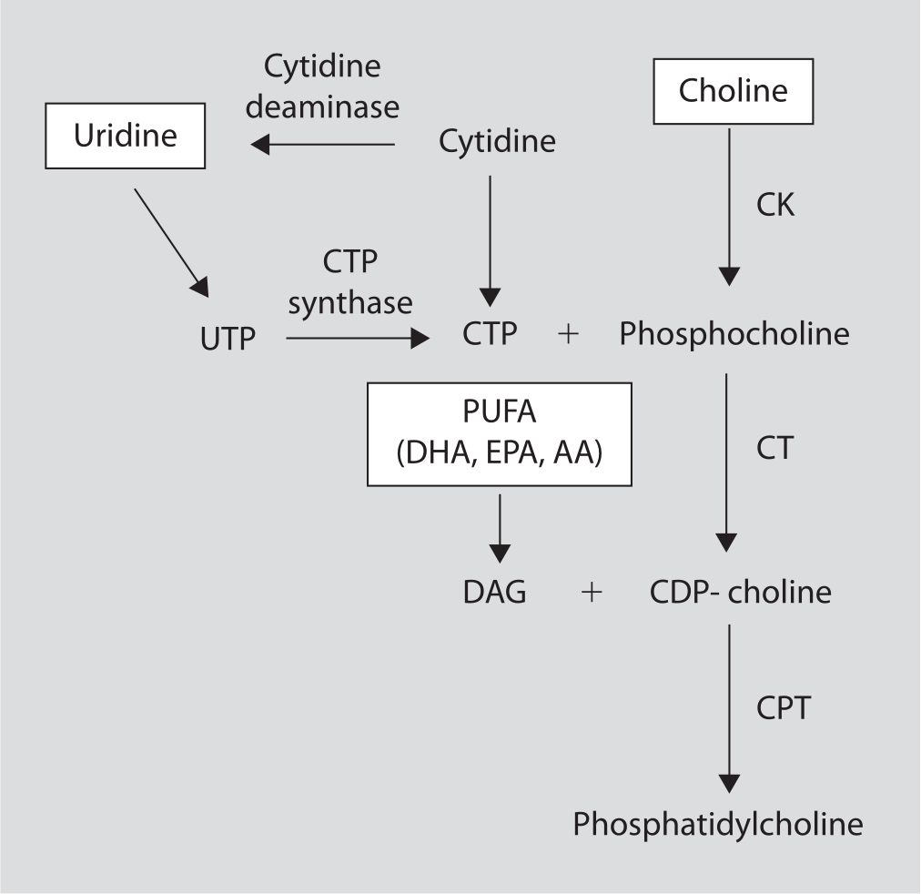 Phosphatidylcholine Synthesis