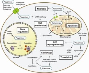 Polyamine Mechanisms of Action