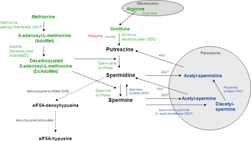 Polyamine Metabolism