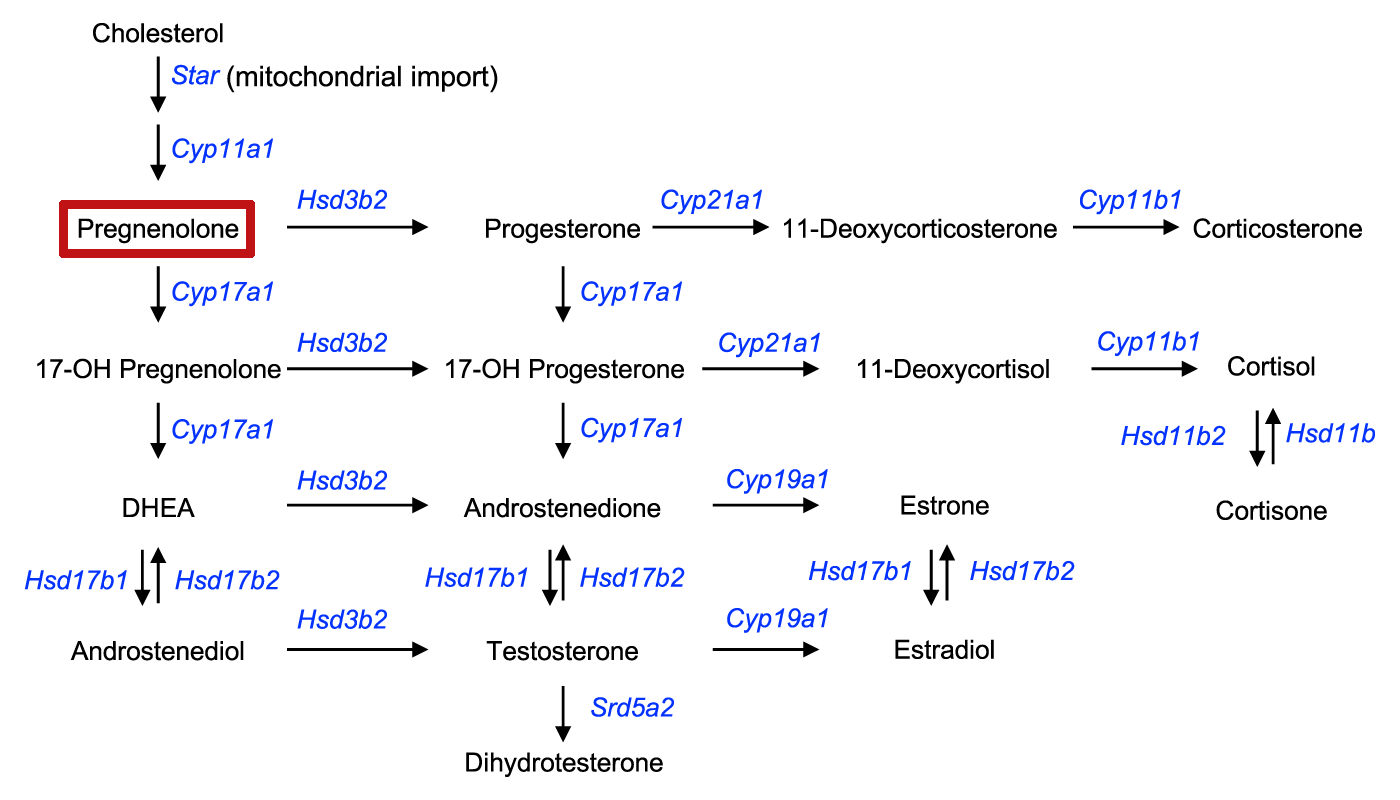 Pregnenolone Steroid Biosynthesis Pathway