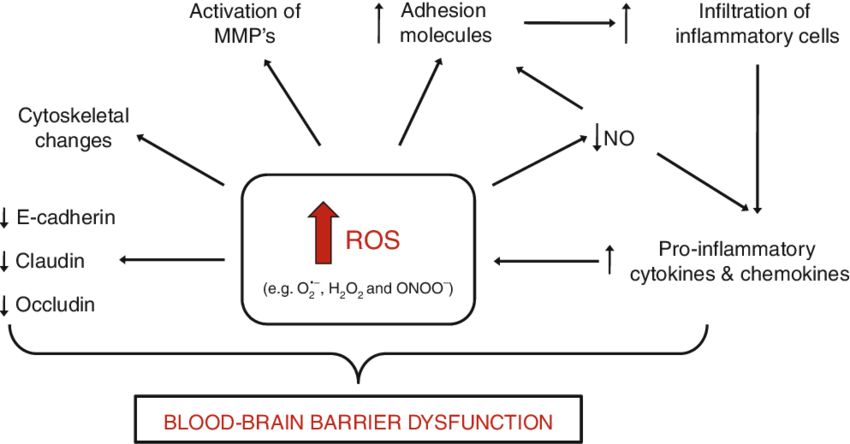 Reactive Oxygen Species and Blood Brain Barrier Dysfunction