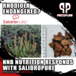 Rhodiola Placed on the CITES Endangered Species List, NNB Nutrition Responds with SalidroPURE