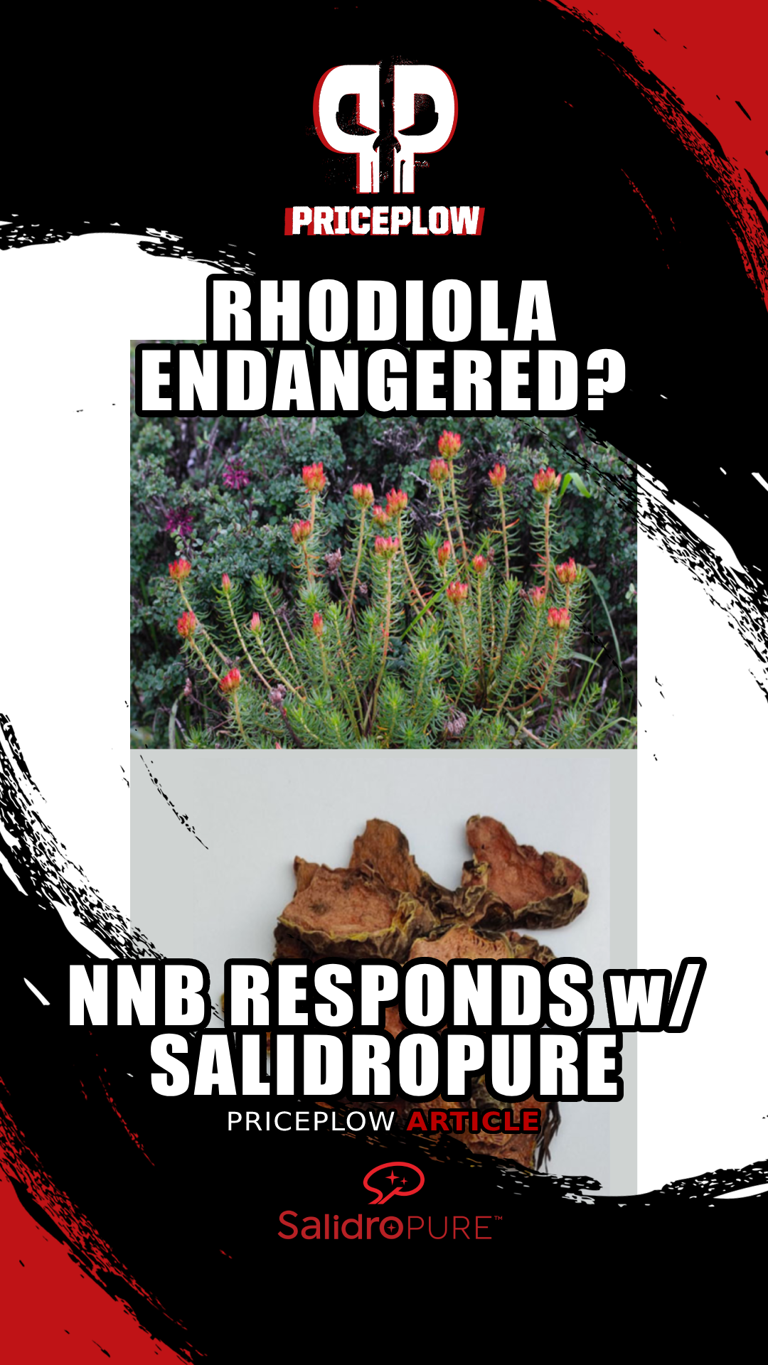 Rhodiola Placed on the CITES Endangered Species List, NNB Nutrition Responds with SalidroPURE