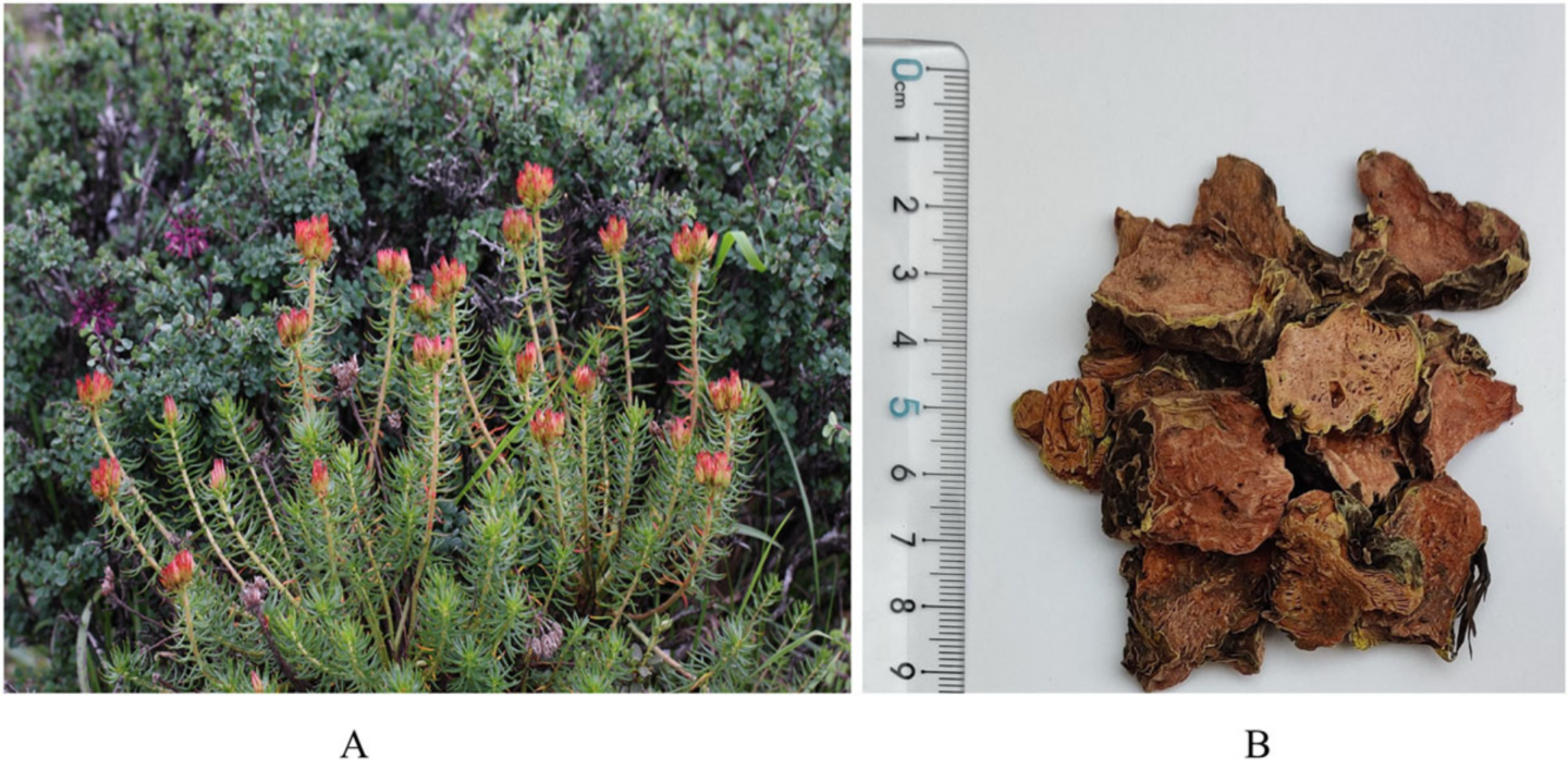 Rhodiola Placed on the CITES Endangered Species List, NNB Nutrition ...