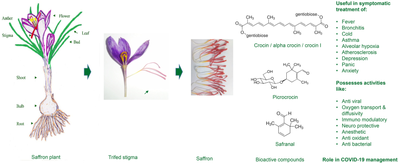 Saffron Plant Anatomy and Bioactive Compound Applications